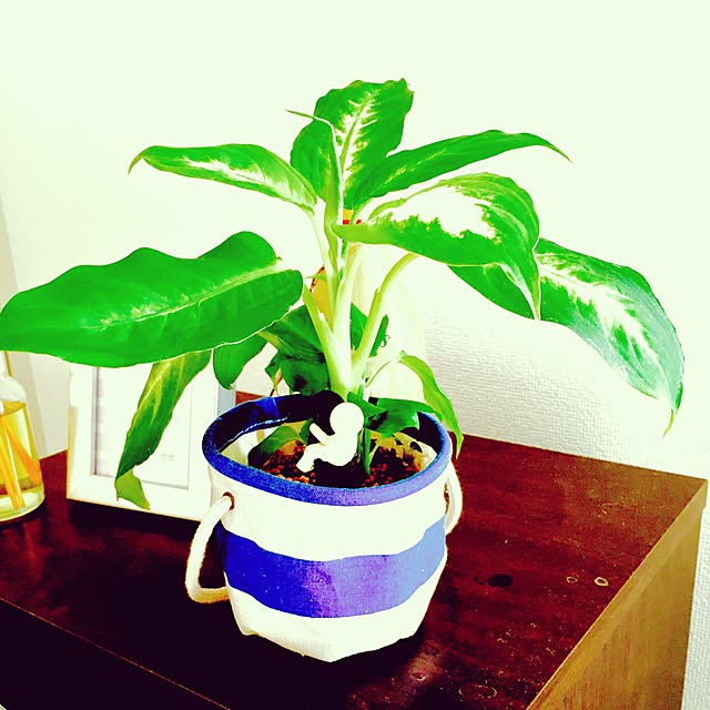 キッチン/観葉植物/一人暮らしのインテリア実例 - 2016-02-22 12:34:59