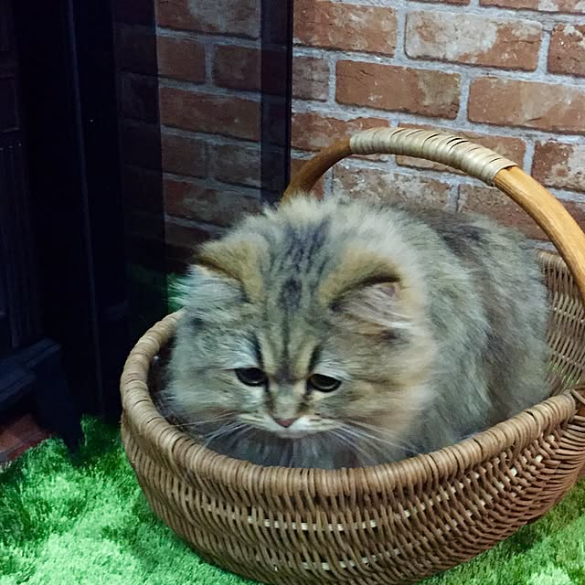 butachanさんの実例写真