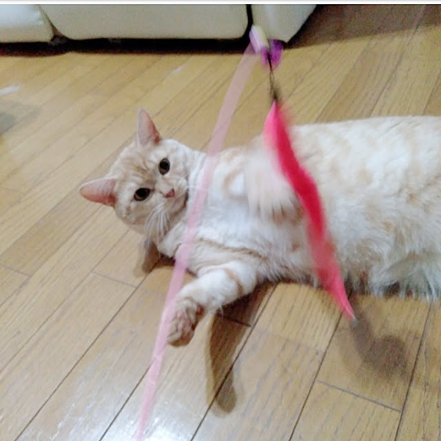 heart.emiemi57.whiteさんの実例写真