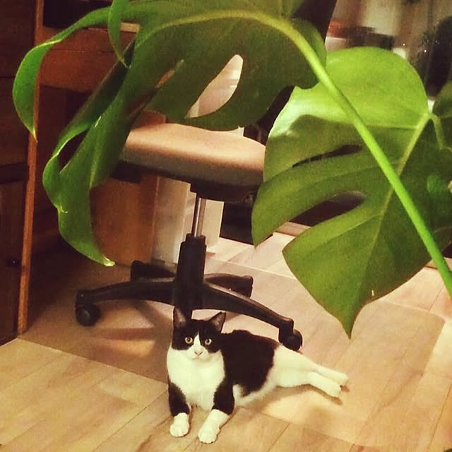 実例写真