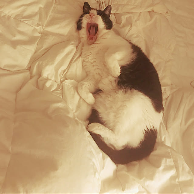 gingerwynksさんの実例写真