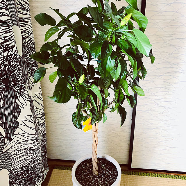 hanachanさんの部屋