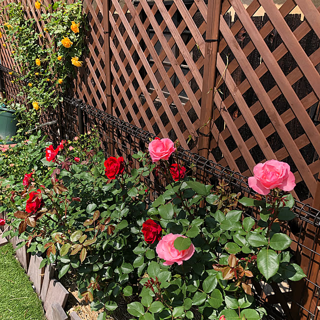 haruo-3さんの実例写真