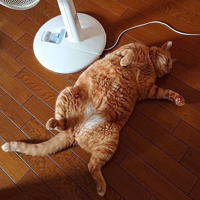 NOAHさんの部屋