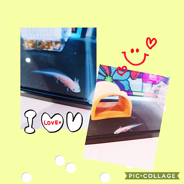 Miyumamaさんの実例写真
