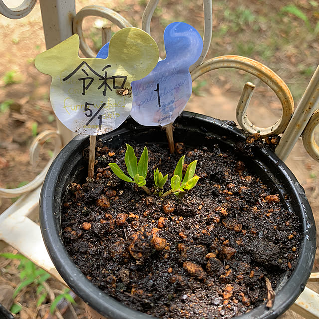 noinoi99さんの実例写真