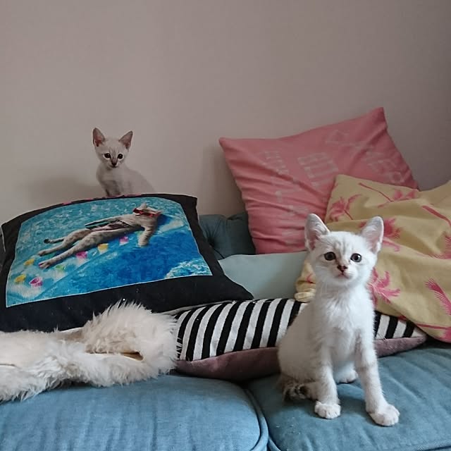 poniさんの実例写真