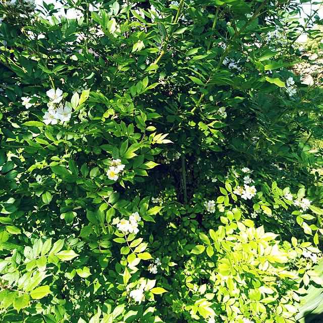 Green-appleさんの実例写真
