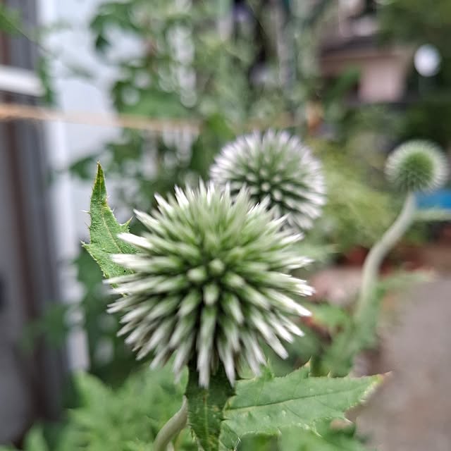 midoriさんの部屋