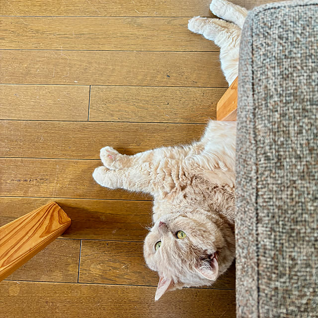 naokoさんの実例写真