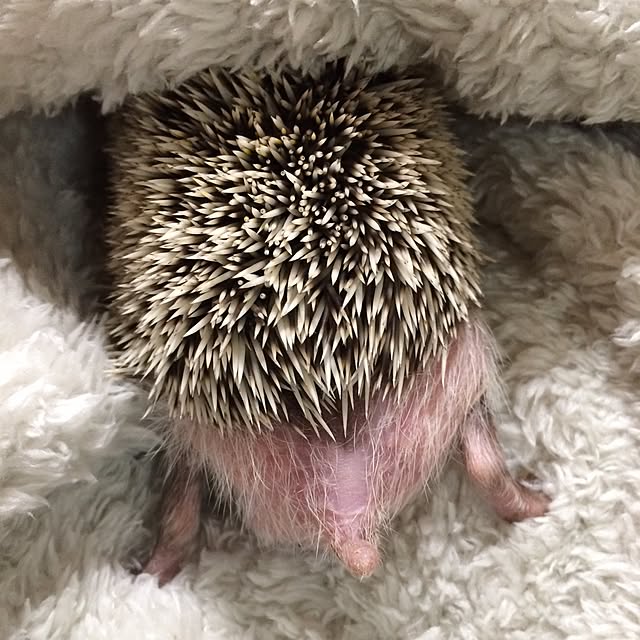 yanagi0345さんの実例写真