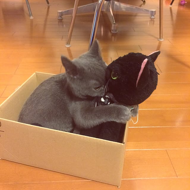 Shojiさんの実例写真