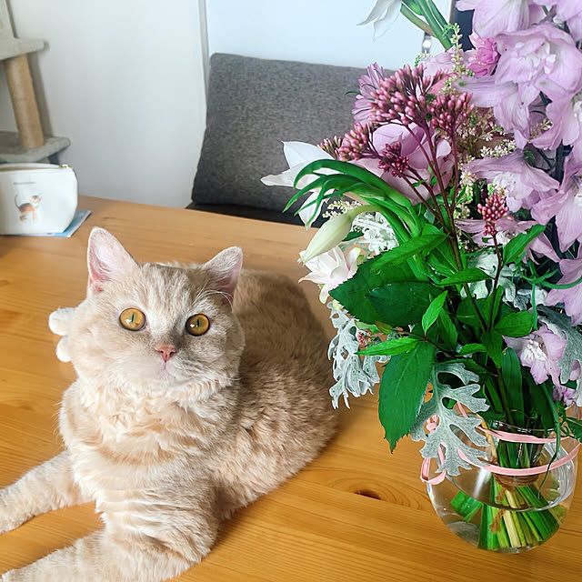 naokoさんの実例写真