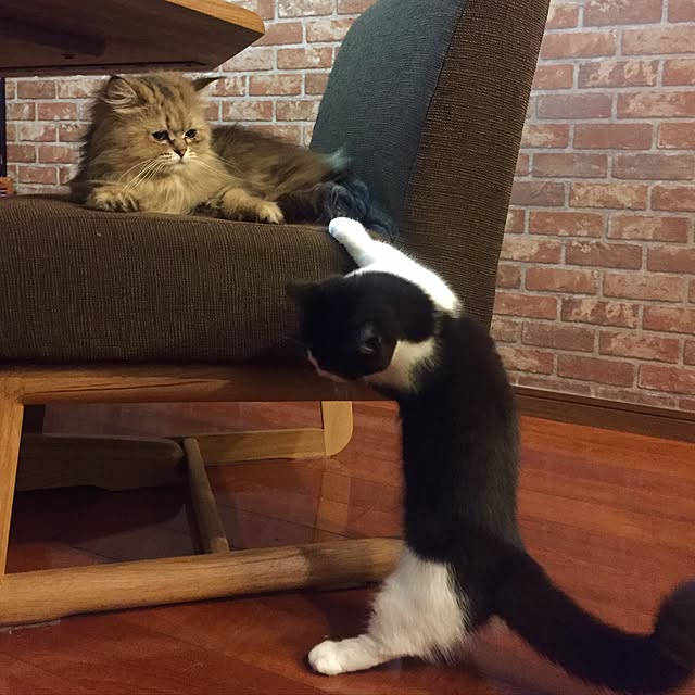 butachanさんの実例写真