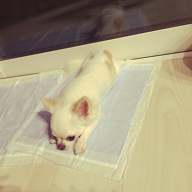 Fuyunanさんの実例写真