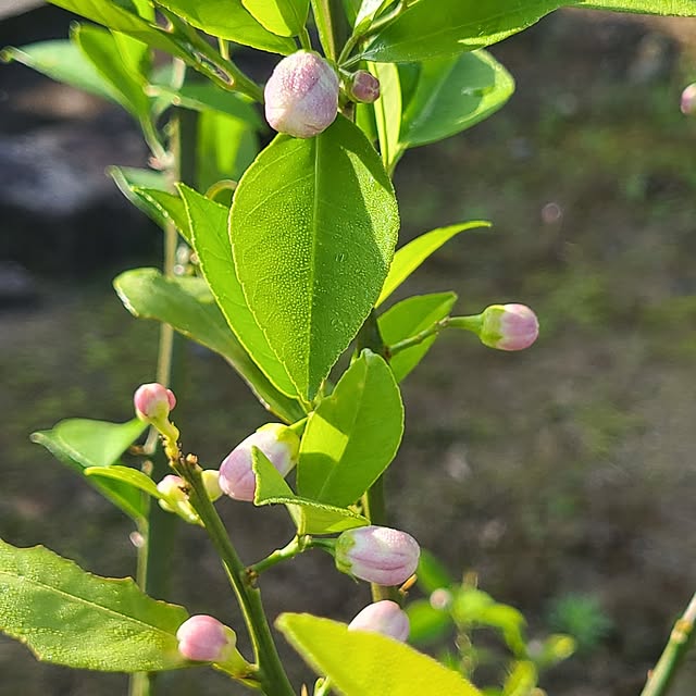 Rubiconさんの部屋