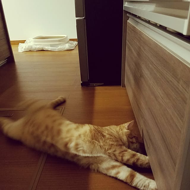 実例写真