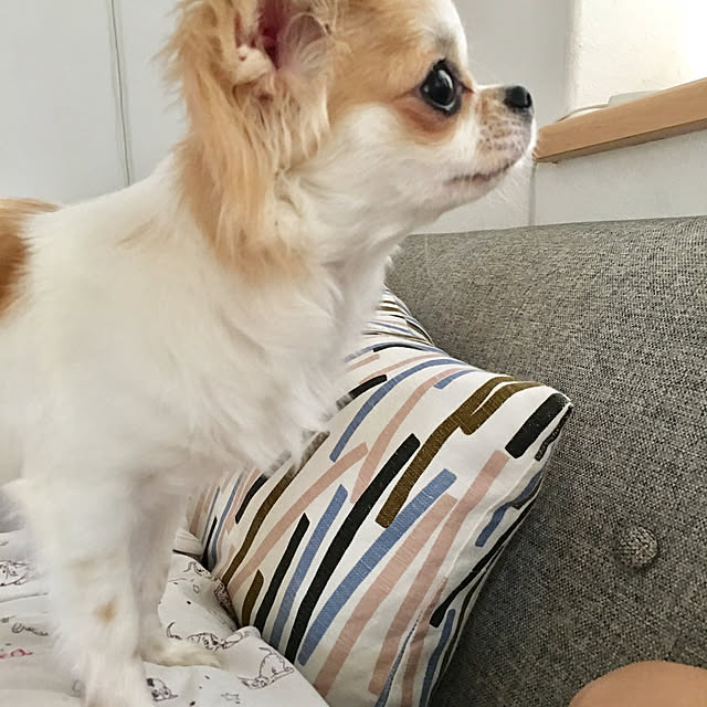 haritakaさんの実例写真