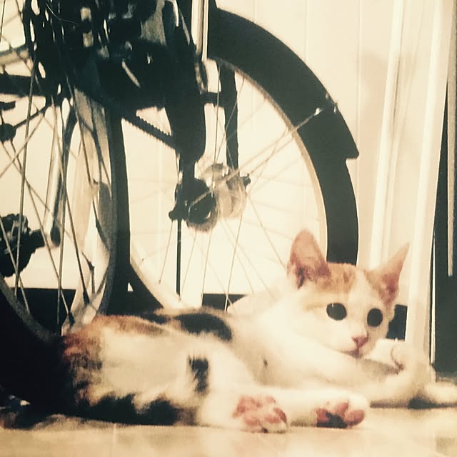 ziziguguさんの実例写真