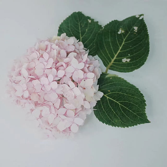 Myulinさんの部屋