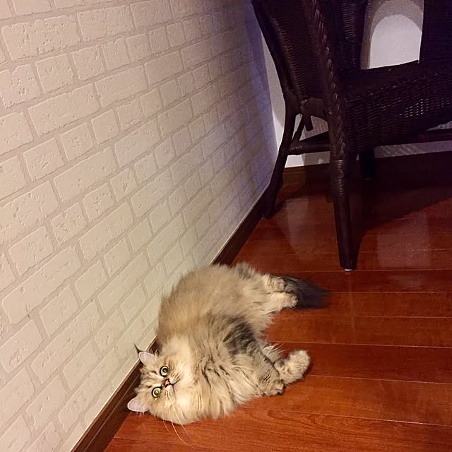 butachanさんの実例写真