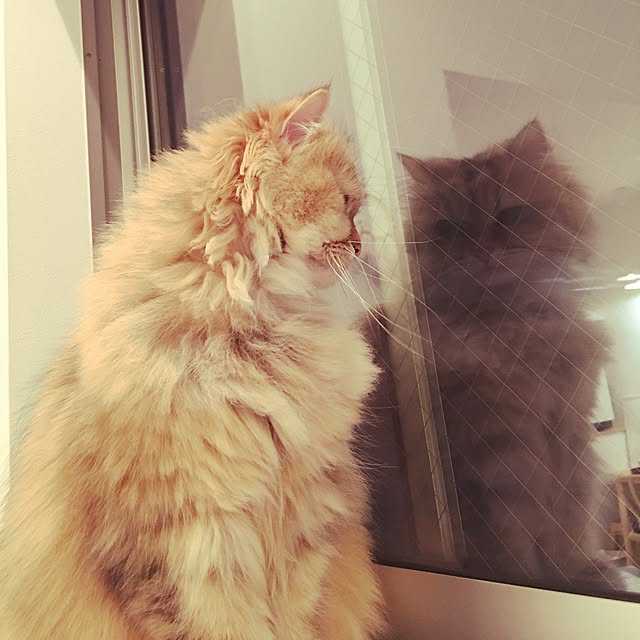 koumeさんの実例写真