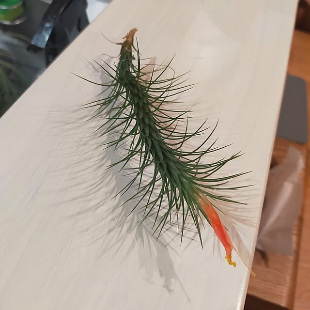 hamuさんの実例写真