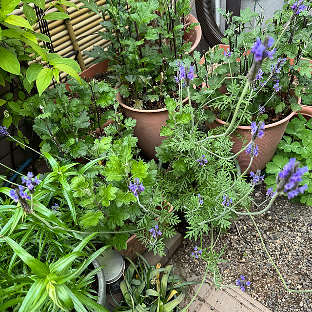 mamizaさんの部屋