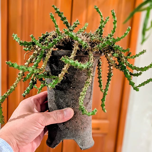 ot-gardenさんの部屋