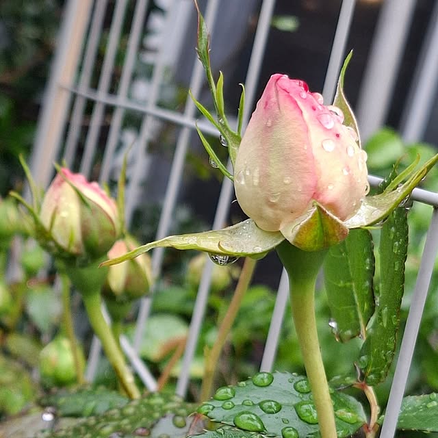 midoriさんの部屋