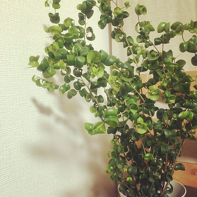 Haru.strさんの実例写真