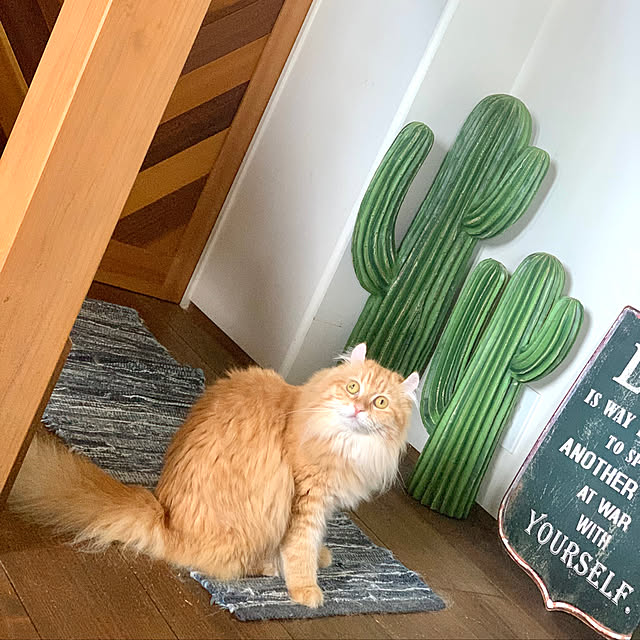 maruさんの実例写真