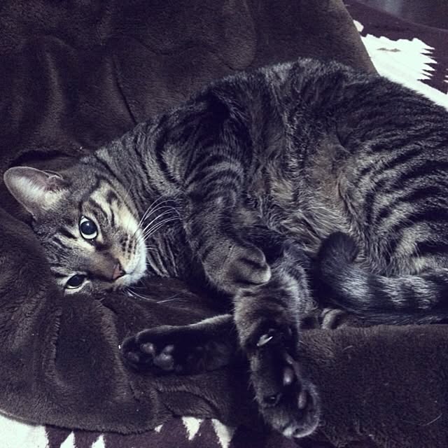maiさんの実例写真