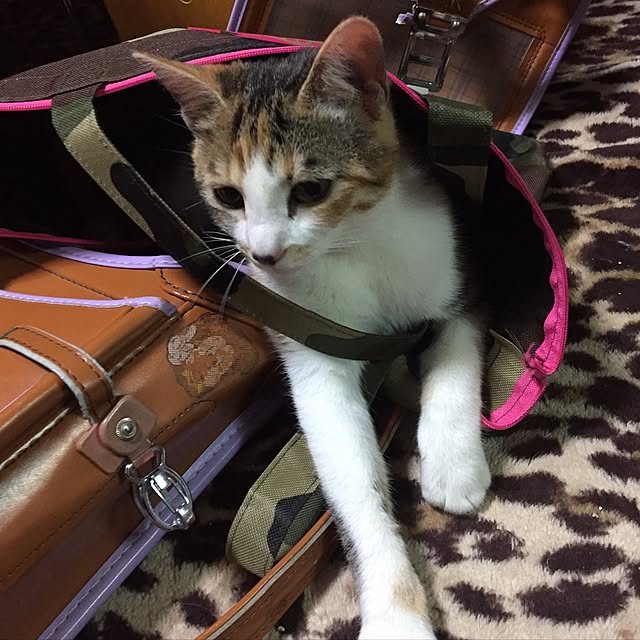 vivienne.coco-keiさんの実例写真