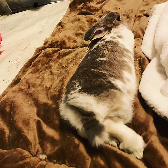 nextagejpnさんの実例写真
