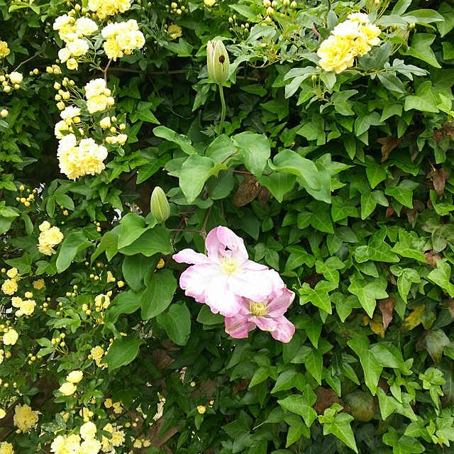 実例写真