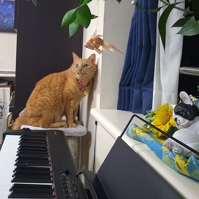 NOAHさんの部屋