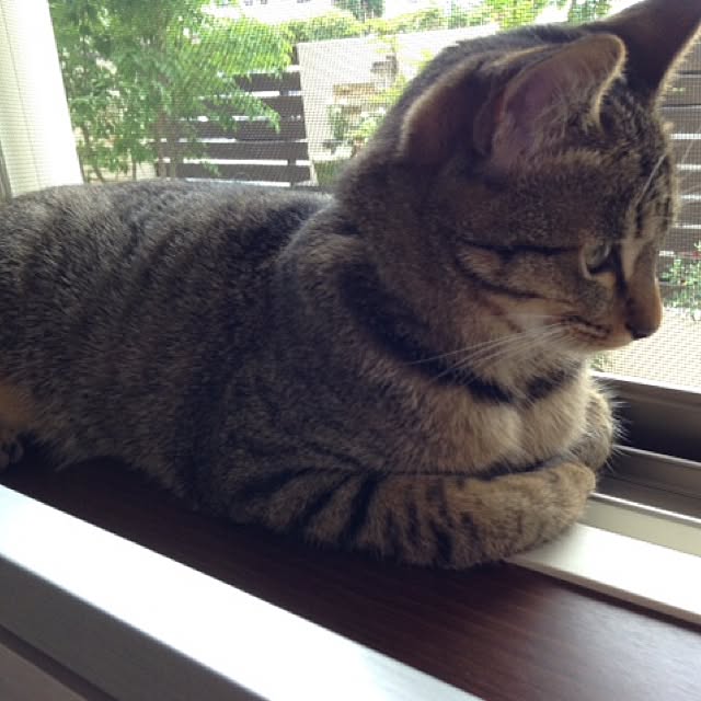 kimihadukiさんの実例写真