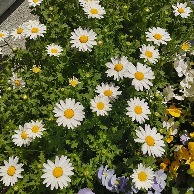 salacocoさんの実例写真