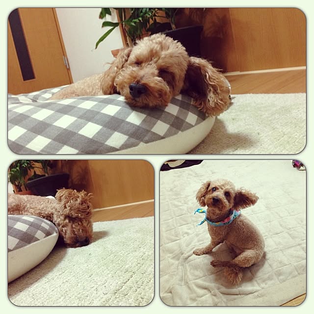 noriciさんの実例写真