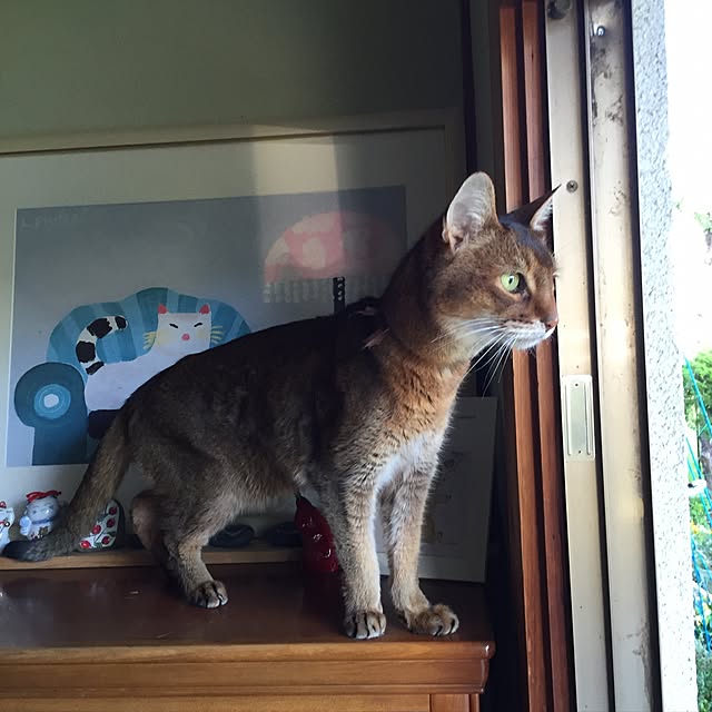 tanutanさんの実例写真
