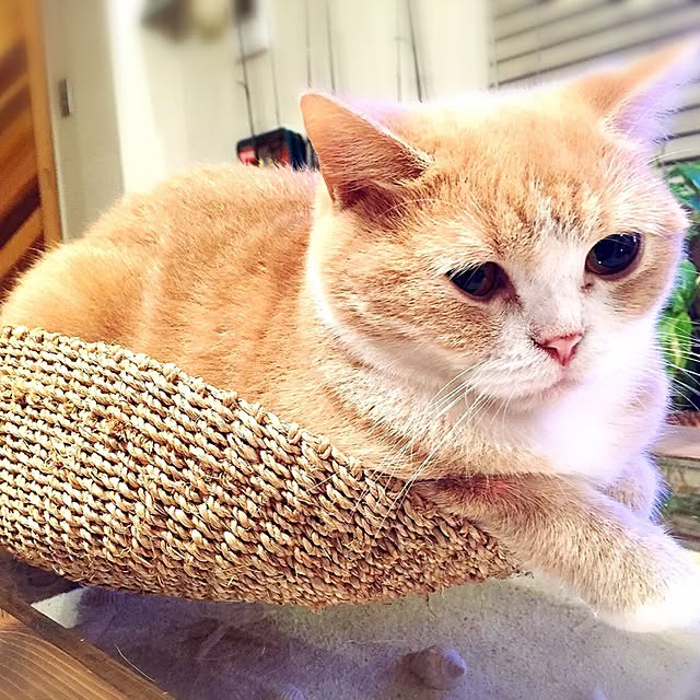 maruさんの実例写真
