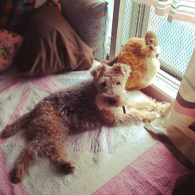 kachocoさんの実例写真
