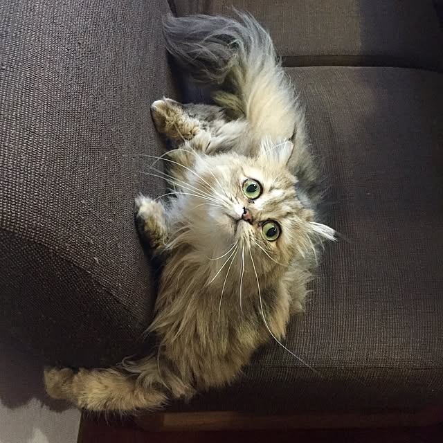 butachanさんの実例写真