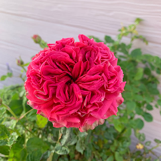 AYUKOさんの実例写真