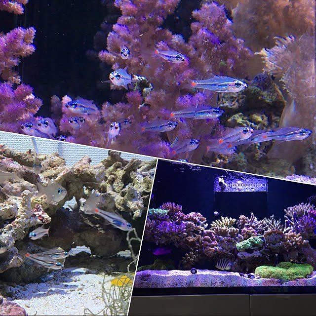 aquarium_seaさんの実例写真