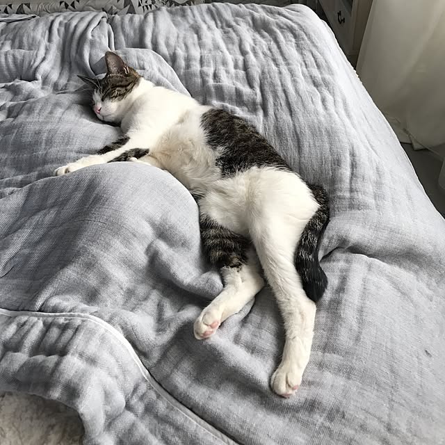 Shihoさんの実例写真