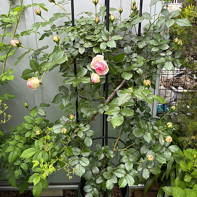 nannoさんの部屋