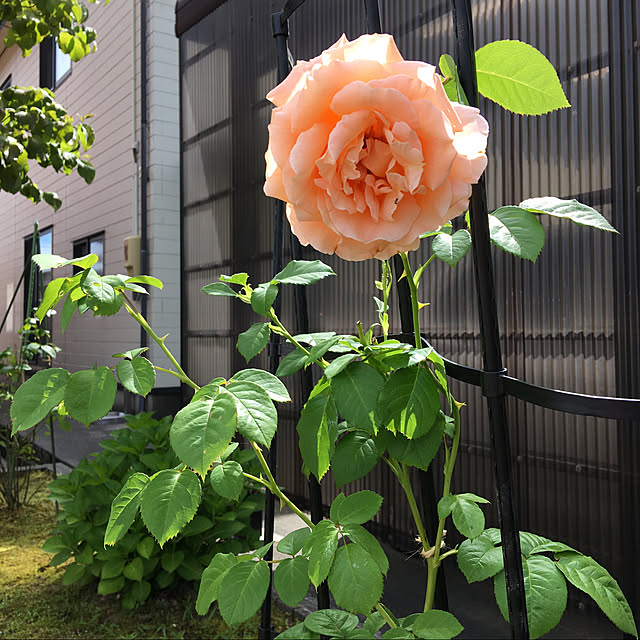 kakoさんの実例写真