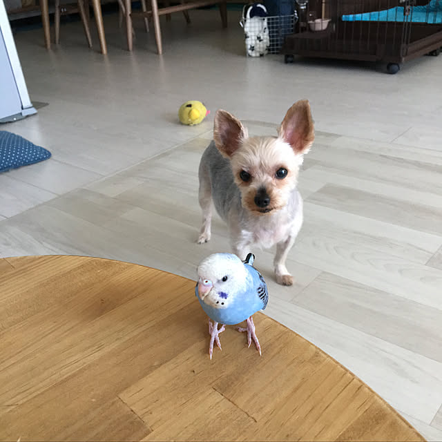 ohanaさんの実例写真